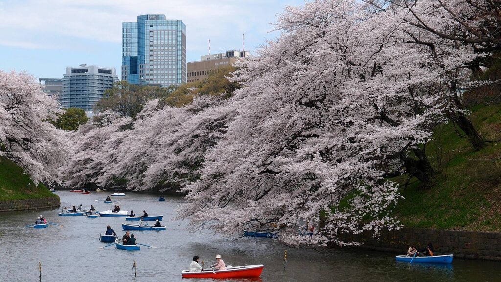 boat, cherry blossom, park in tokyo japan